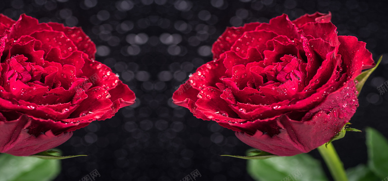 黑色背景前的两枝红玫瑰花背景背景