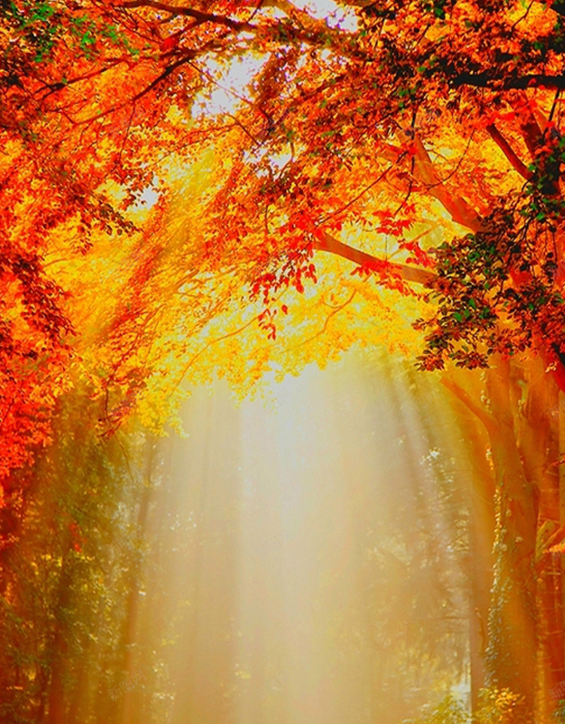光束红叶大树H5背景jpg设计背景_88icon https://88icon.com 大树背景 光束 大树 红叶 落叶 梦幻 唯美 浪漫 H5背景