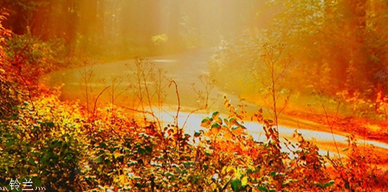 光束红叶大树H5背景jpg设计背景_88icon https://88icon.com 大树背景 光束 大树 红叶 落叶 梦幻 唯美 浪漫 H5背景