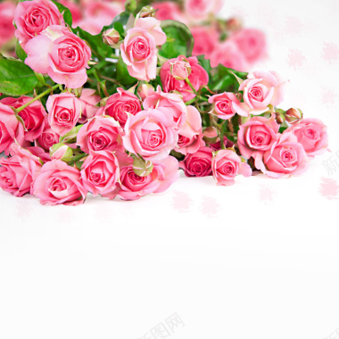 唯美粉色玫瑰花背景图背景