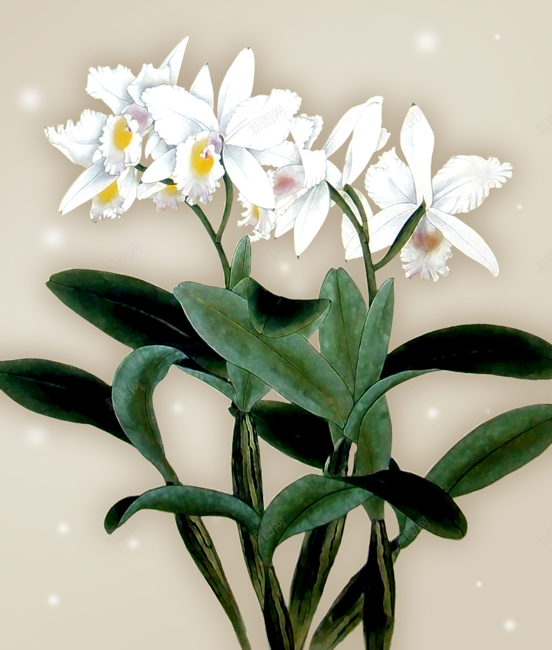 花开富贵蝴蝶兰海报背景素材psd设计背景_88icon https://88icon.com 中国画 国画 富 富贵吉祥 富贵吉祥图 山石 工笔画 桃花 玉兰花 白色蝴蝶兰 花开富贵 蝴蝶兰 锦绣前程 鲜花