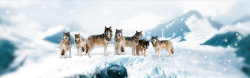 七匹狼海报七匹狼背景高清图片