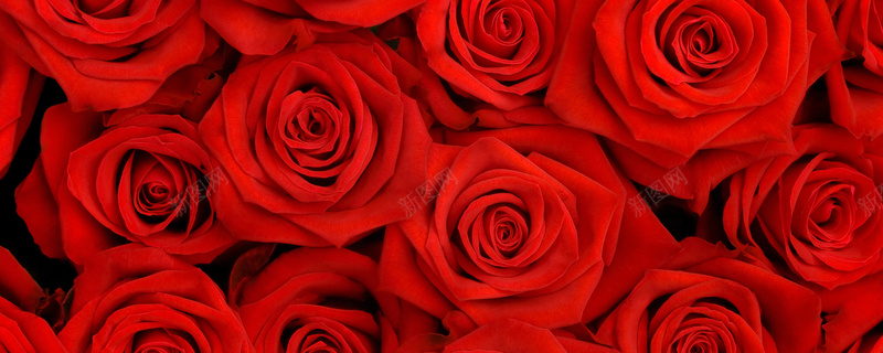 浪漫红色玫瑰花淘宝网站背景图背景
