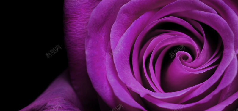 浪漫紫色玫瑰图片背景