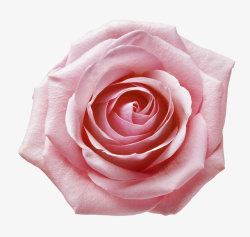 粉色一朵玫瑰花素材素材