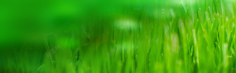 绿色叶子背景背景