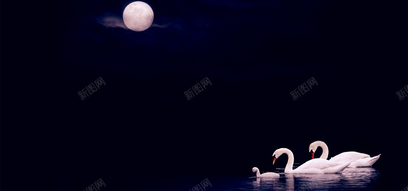 天鹅湖背景图jpg设计背景_88icon https://88icon.com 海报banner 天鹅 月亮 湖水 黑夜 文艺 小清新 简约