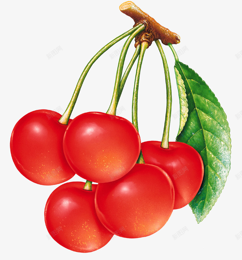 cherries  image3076果蔬png免抠素材_88icon https://88icon.com 果蔬