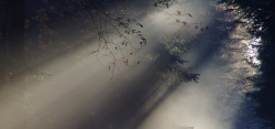 秋季气氛背景雾之森高清图片