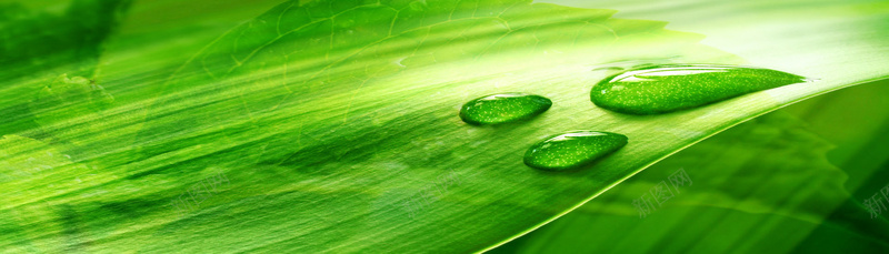 树叶雨露banner背景