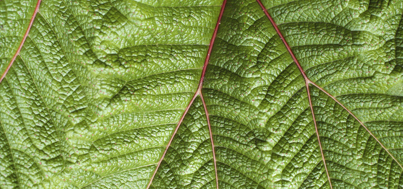 绿色叶子叶脉jpg设计背景_88icon https://88icon.com 绿色 叶子 叶脉 纹理 活力 女装 海报banner 质感