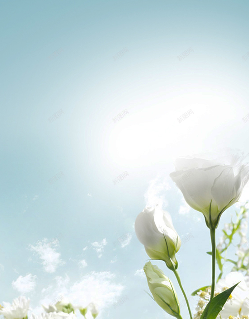 白色茉莉花H5背景jpg设计背景_88icon https://88icon.com 唯美 文艺 梦幻 浪漫 简约 H5背景 小清新 白色 茉莉花 茉莉花背景