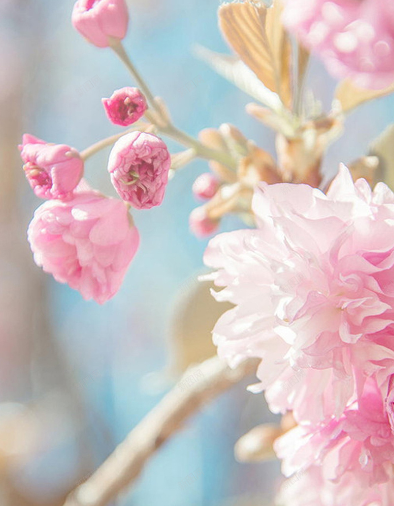 粉色桃花春天手机端H5背景jpg设计背景_88icon https://88icon.com 春天 春游 桃花 粉色 美丽 小清新 粉嫩 手机端 H5背景 桃花背景 春天背景 粉色背景