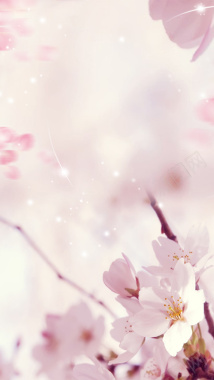 桃花粉色珠宝化妆品背景素材背景