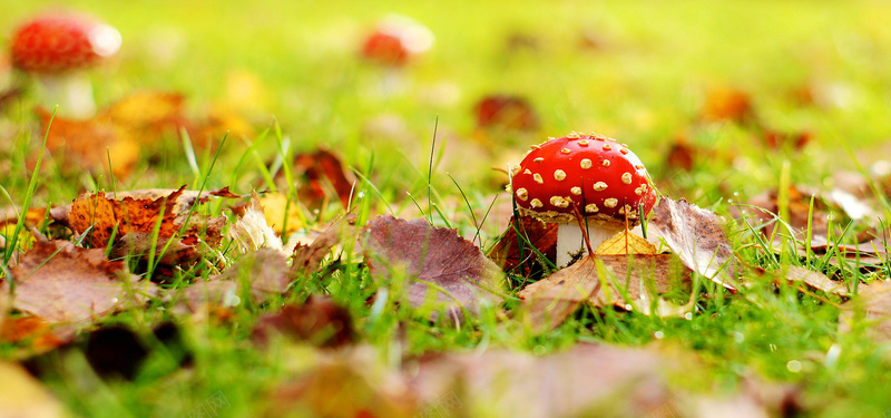 唯美草地菌菇jpg设计背景_88icon https://88icon.com 唯美 绿色草地 落叶 菌菇 蘑菇 海报banner 摄影 风景