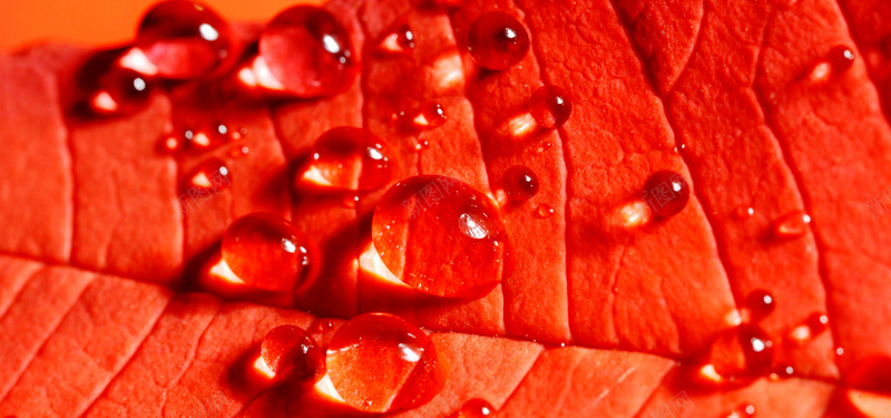 红叶背景透明水珠背景