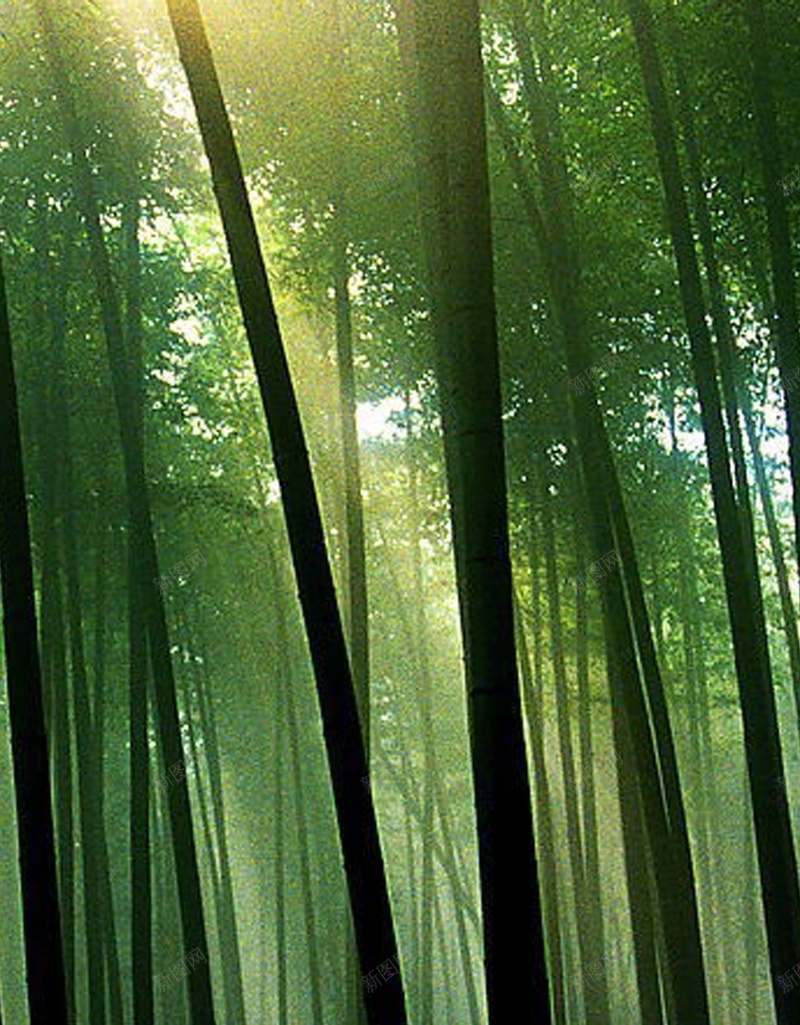 绿色养眼高清手机H5背景jpg设计背景_88icon https://88icon.com 天空 树林 树干 树叶 绿色 H5 h5 摄影 风景