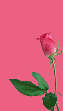 女生节粉色玫瑰H5背景素材背景