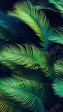 绿叶H5背景背景