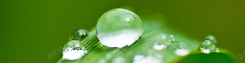 清新水珠背景背景