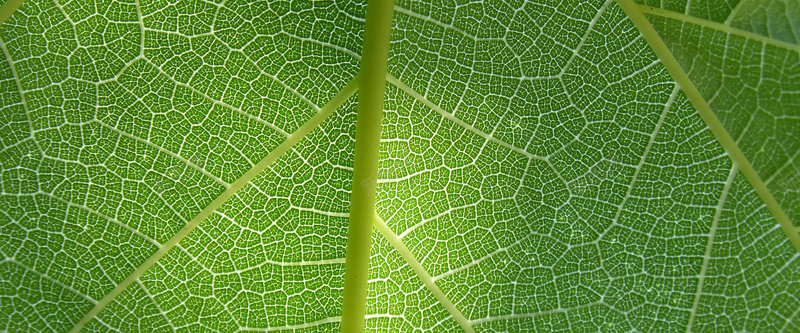 叶片背景jpg设计背景_88icon https://88icon.com 海报banner 叶片 树叶 纹理 绿色 质感