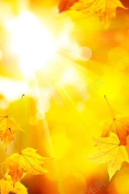 耀眼阳光与落下的树叶背景