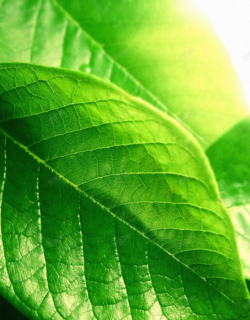 绿叶H5背景jpg设计背景_88icon https://88icon.com 叶子 文艺 清新 生命 绿色 H5背景 H5 h5 小清新 简约