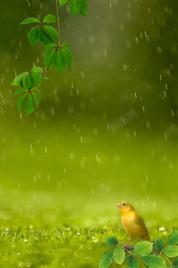 初春小雨树叶小鸟清新清爽小雨广告背景高清图片