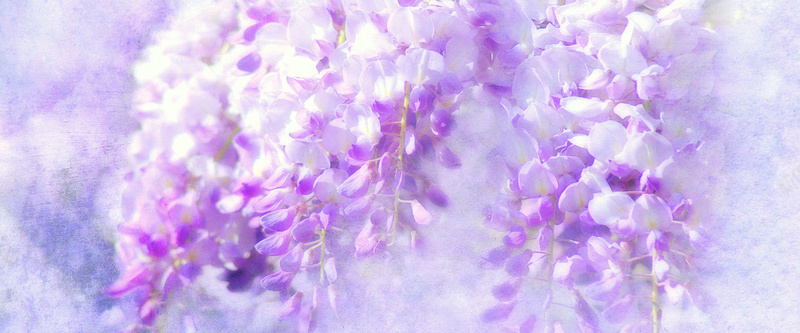 紫罗兰梦幻紫色花朵背景