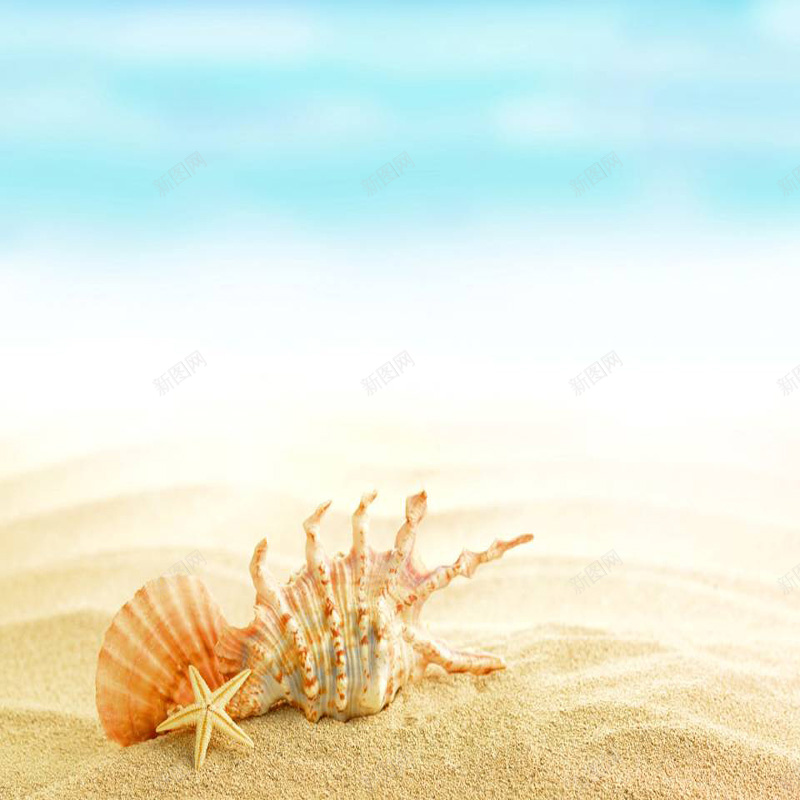 海星海螺可爱背景jpg设计背景_88icon https://88icon.com 海星 海螺 可爱 海滩 淘宝主图 直通车 摄影 风景