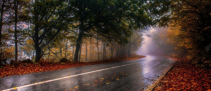 风景林荫路背景背景