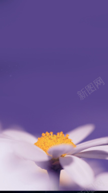紫色粉色花朵H5背景背景