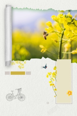 油菜花蜜蜂春季绿色清新简约背景高清图片