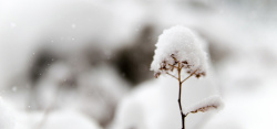 冷海报霜雪高清图片