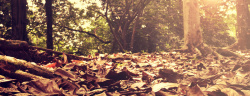 萧瑟的秋天秋天落叶的树林高清图片