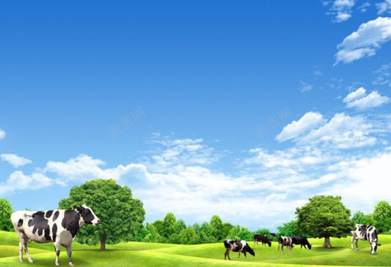 白云云朵蓝天草地奶牛背景素材背景