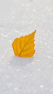 雪地里的黄树叶H5背景背景