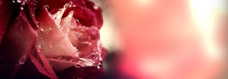 浪漫红色滴水玫瑰梦幻模糊背景背景
