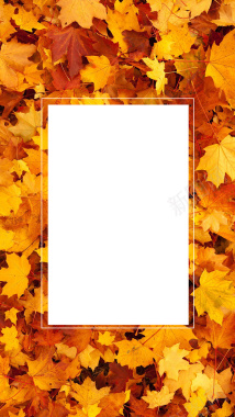 秋天落叶H5背景素材背景