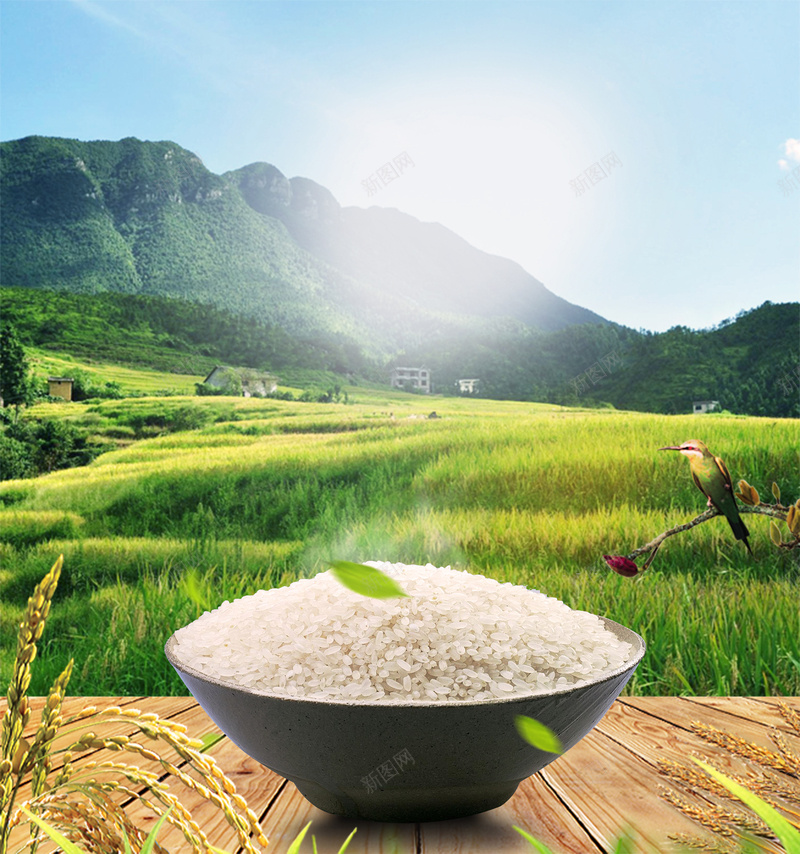 大米促销海报广告背景jpg设计背景_88icon https://88icon.com 绿色 稻田 大米 促销 海报 广告 背景 PSD 素材