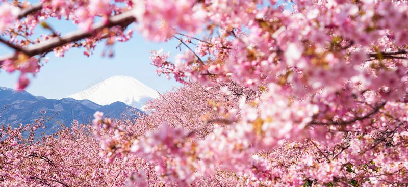 富士山樱花飘落背景图背景