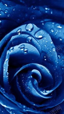 创意蓝色水珠花卉H5背景背景