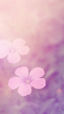 清晨露珠粉色小花H5背景素材背景