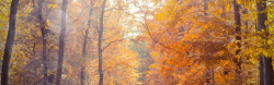 秋树秋季黄色背景高清图片