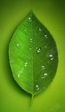 绿色清新水珠微商产品宣传海报背景素材背景