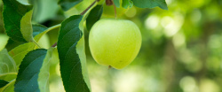 高清青苹果苹果绿叶青苹果水果高清图片