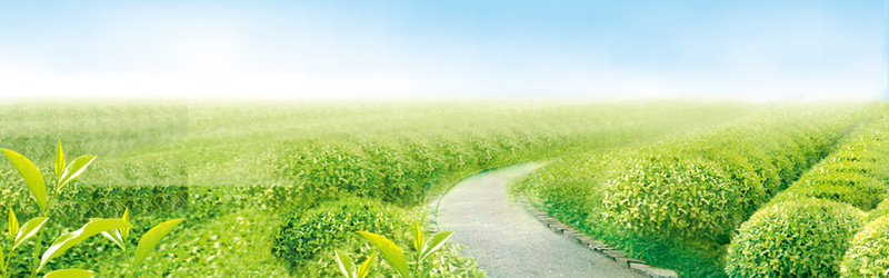 春茶茶叶广告Bannerpsd设计背景_88icon https://88icon.com 新茶上市 春茶背景 叶子 春茶 茶叶 春茶上新 茶叶Banner 茶 绿色 春天 开心 温暖