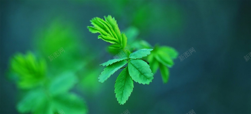 薄荷叶jpg设计背景_88icon https://88icon.com 绿色 清新 叶子 唯美 海报banner 摄影 风景