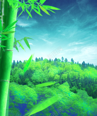 蓝天绿树竹林竹叶背景