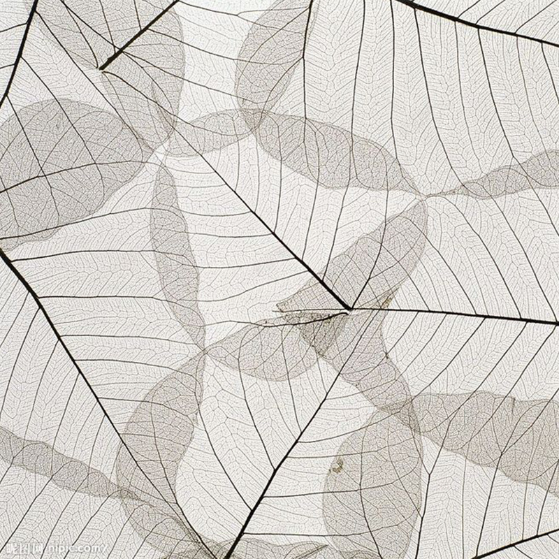 梦幻树叶脉络背景jpg设计背景_88icon https://88icon.com 主图 树叶 梦幻 纹理 脉络 脉络图 质感 黑色